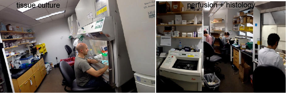 Macklis lab