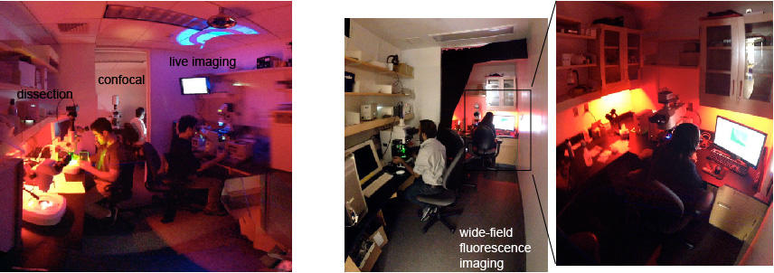 Macklis lab