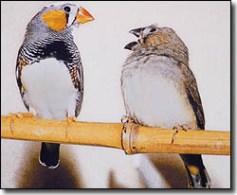 Zebra finches