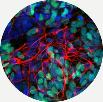 directed differentiation of pluripotent stem cells