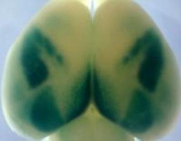 ScienceDaily_Oct2008