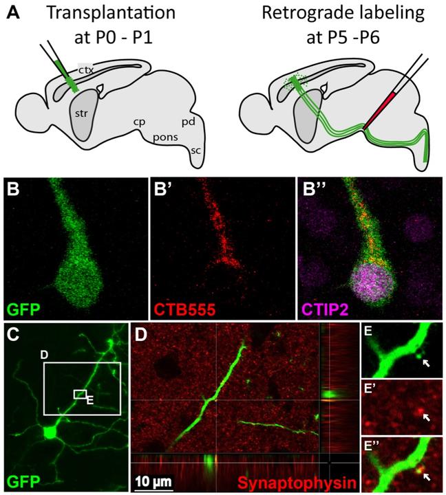 developmentally informed repopulation by transplantation
