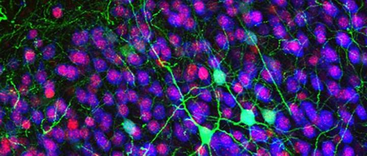 Callosal projection neurons (green) in the cerebral cortex.