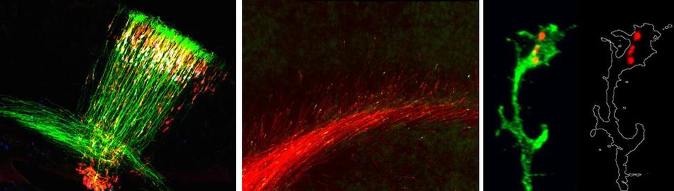 novel GC biology