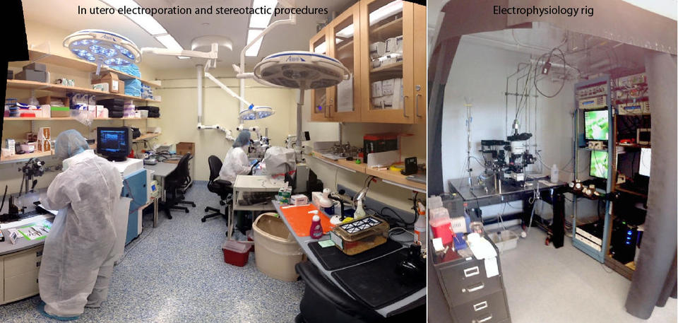 Macklis lab