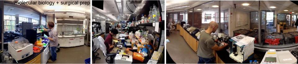 Macklis lab